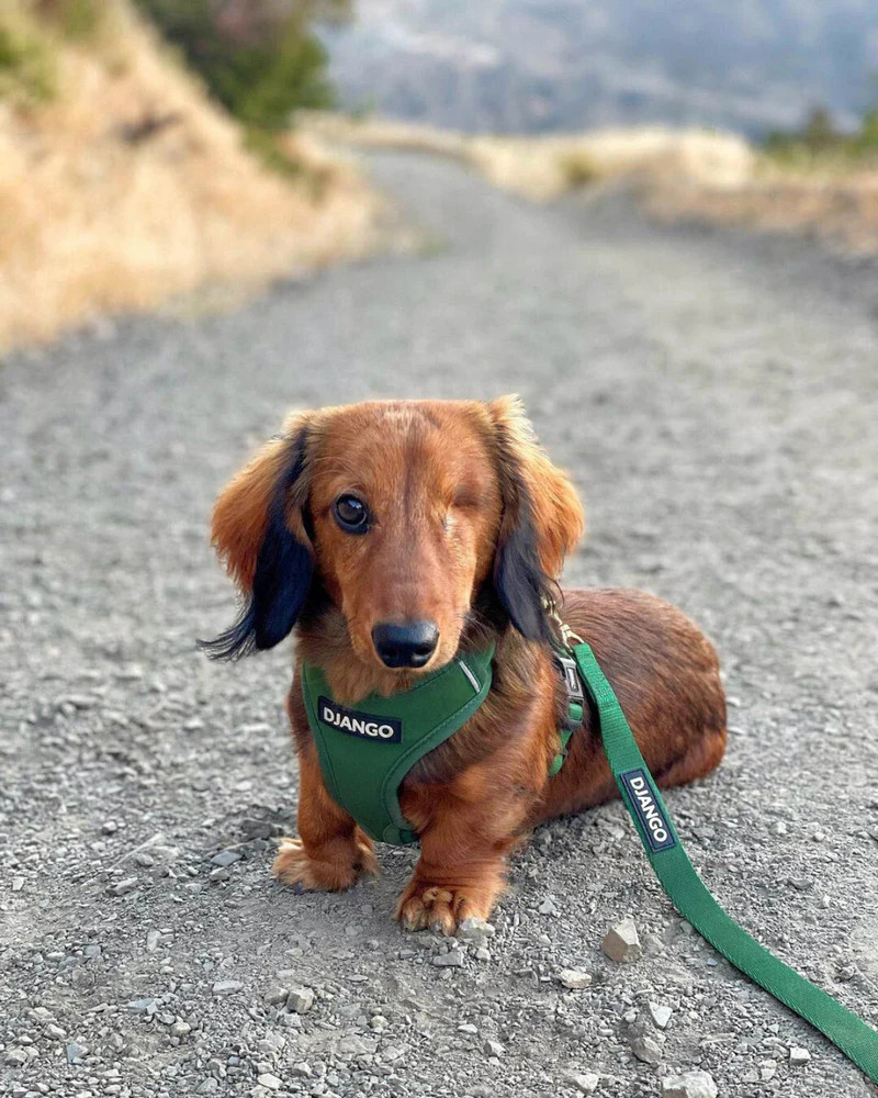 NWT Django Adventure Dog Harness - Forest Green