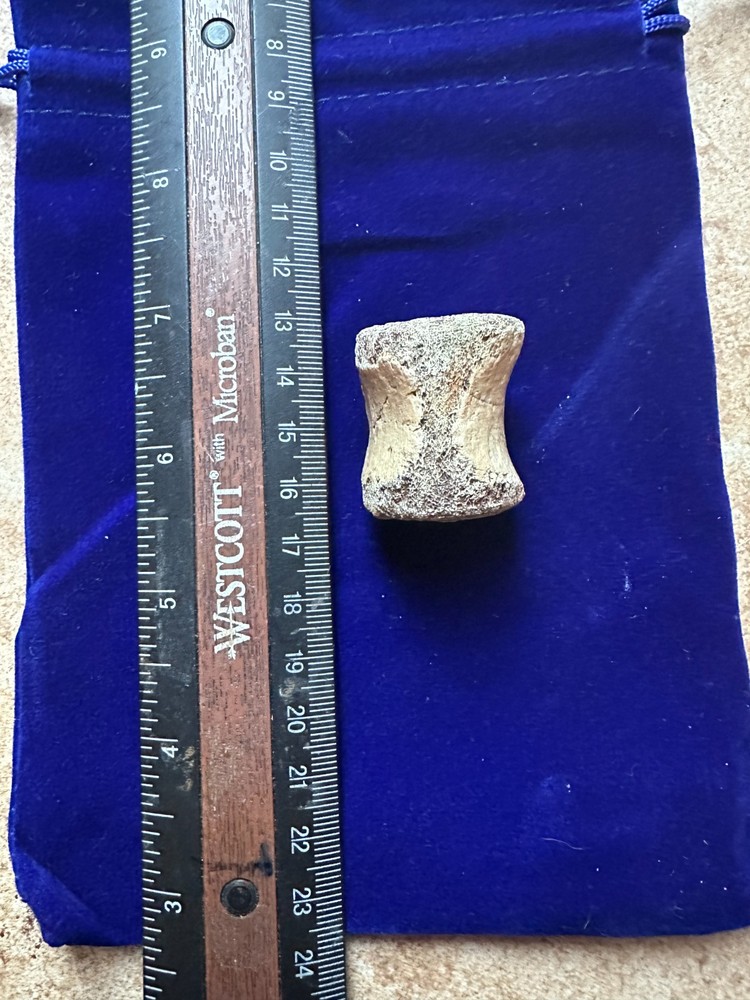 Genuine Hadrosaur vertebrae