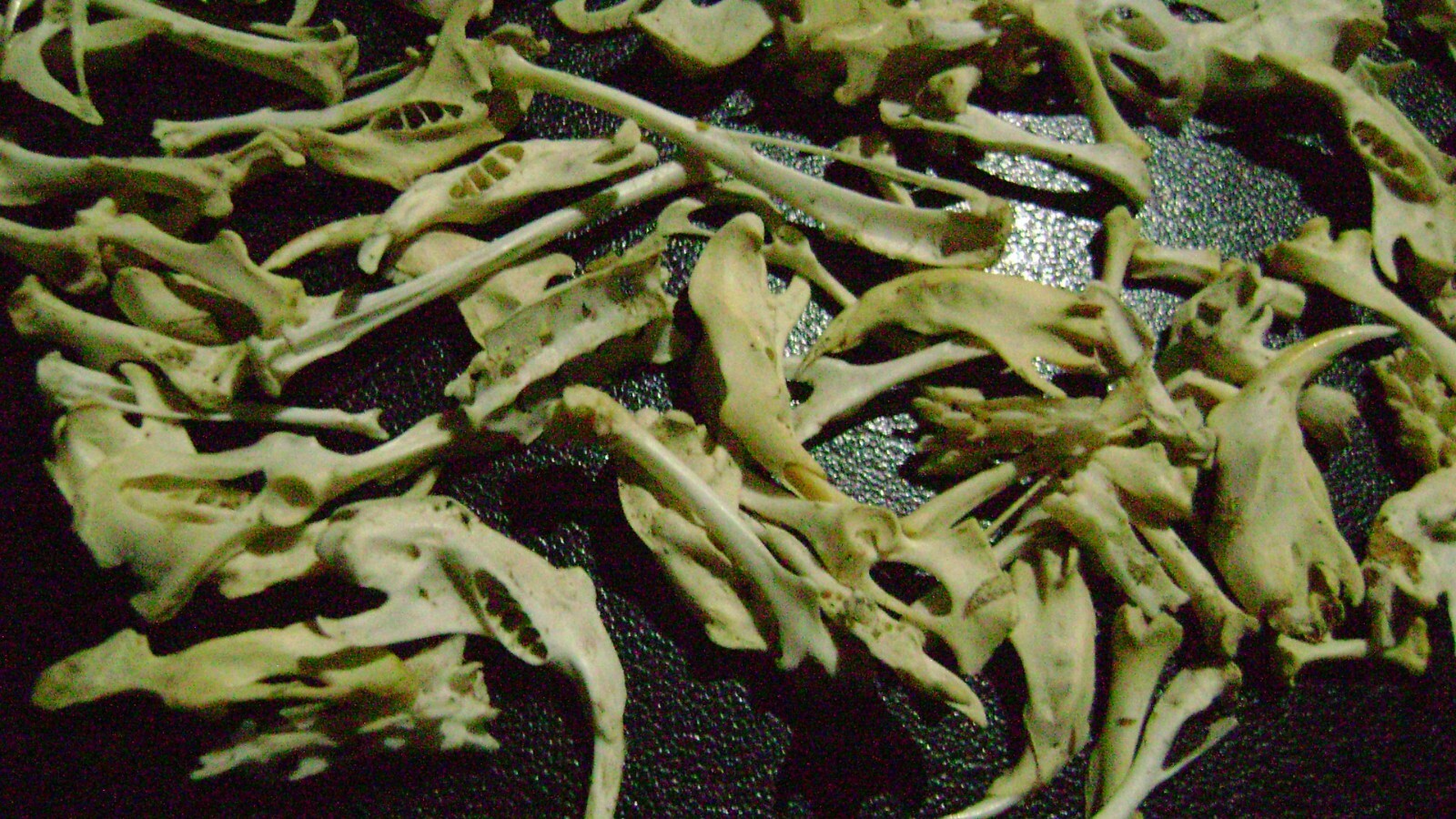 100 REAL RAT BONES taxidermy OCCULT ART crafts STEAMPUNK LOT animal skeleton