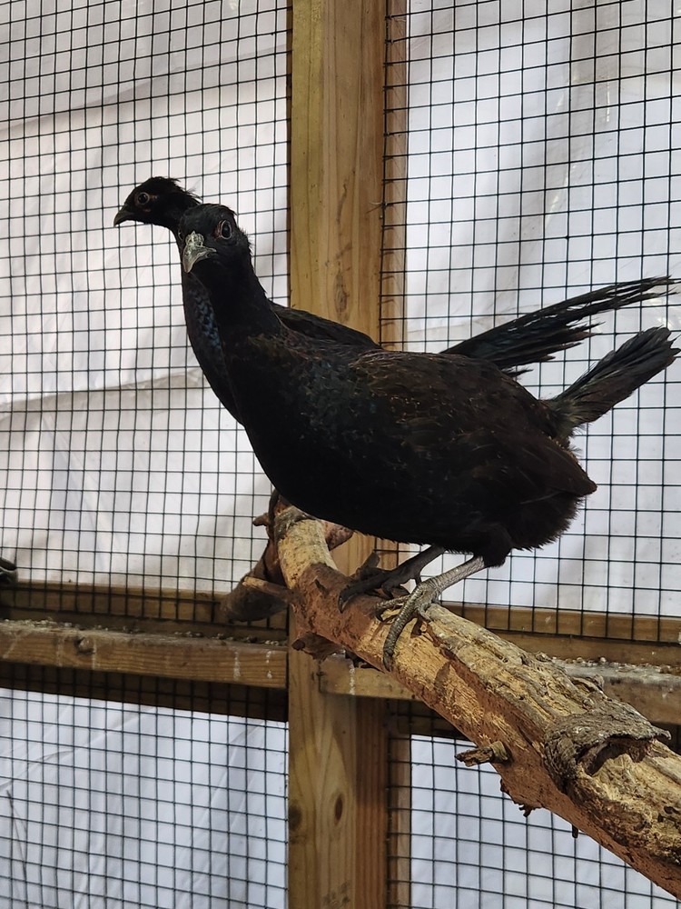 12 Plus 2 Melanstic Ringneck Pheasant hatching eggs