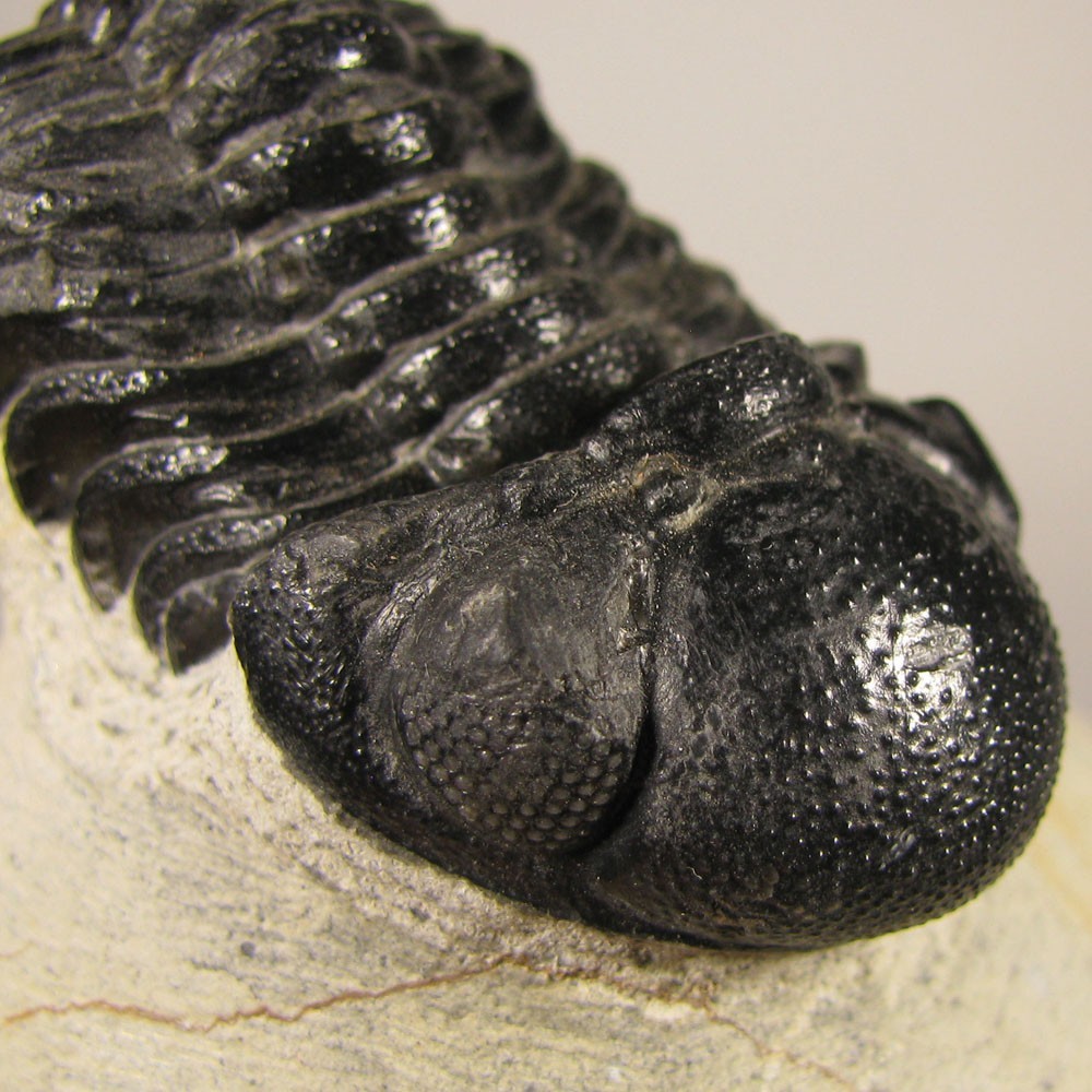 1.9" Phacops TRILOBITE Fossil on Matrix - Devonian Age - Morocco