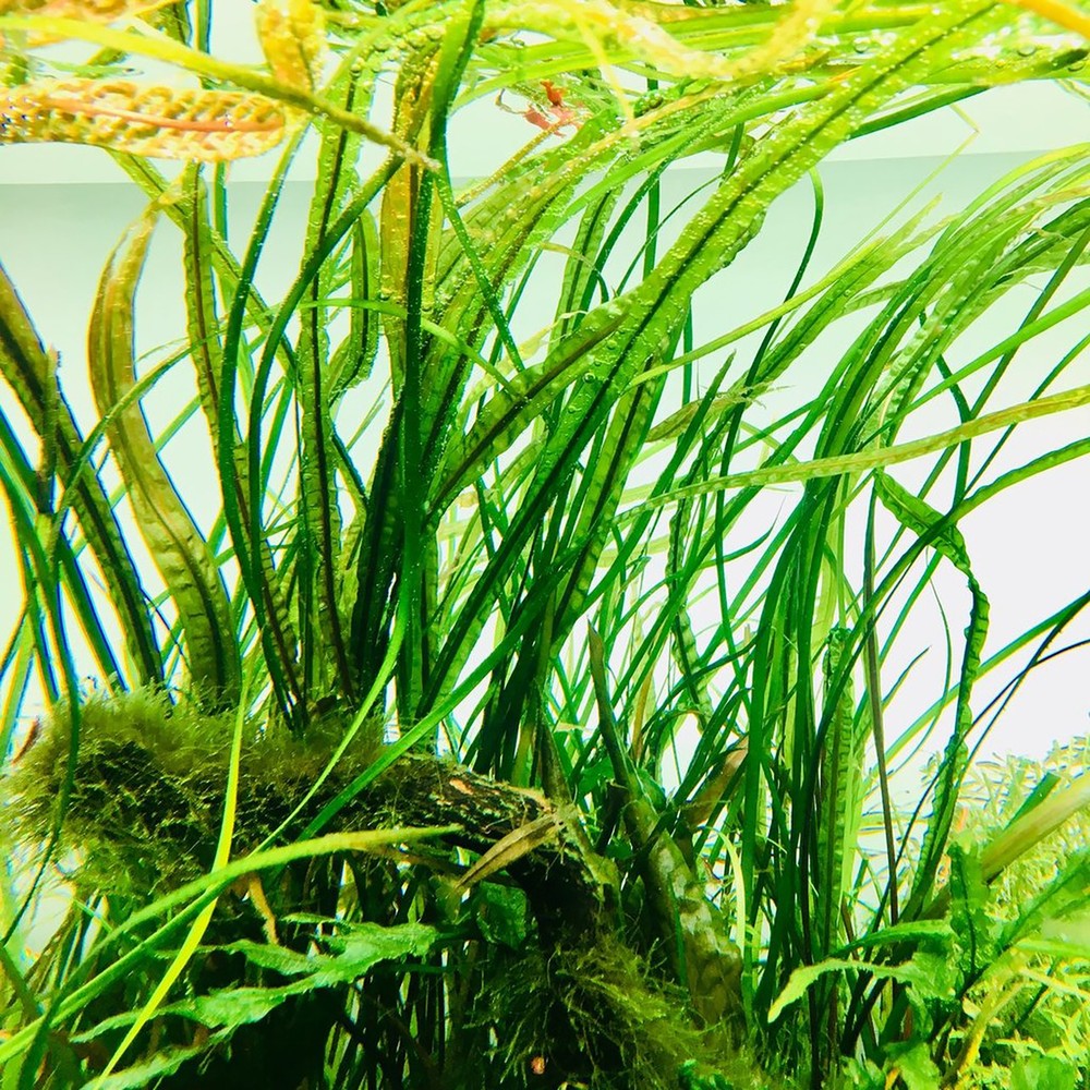 Cryptocoryne Crypt Balansae