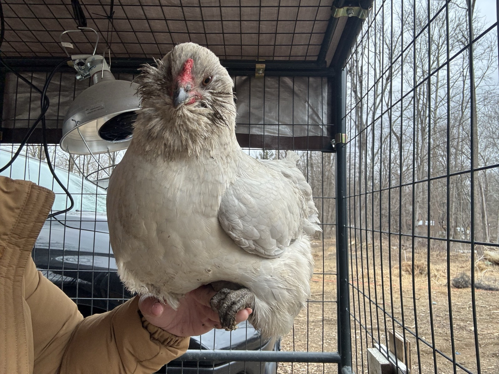 6+ Organically Raised Self Blue Lavender Ameraucana Fertile Hatching Eggs