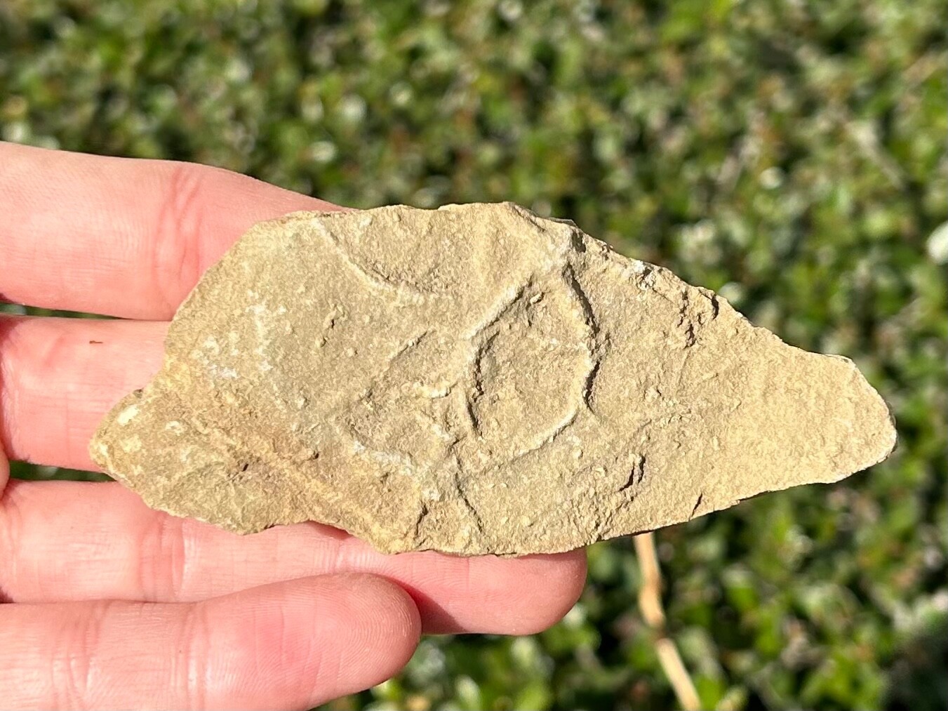 France Fossil Starfish in Matrix Asterie lumbricalis Triassic Age Echinoderm