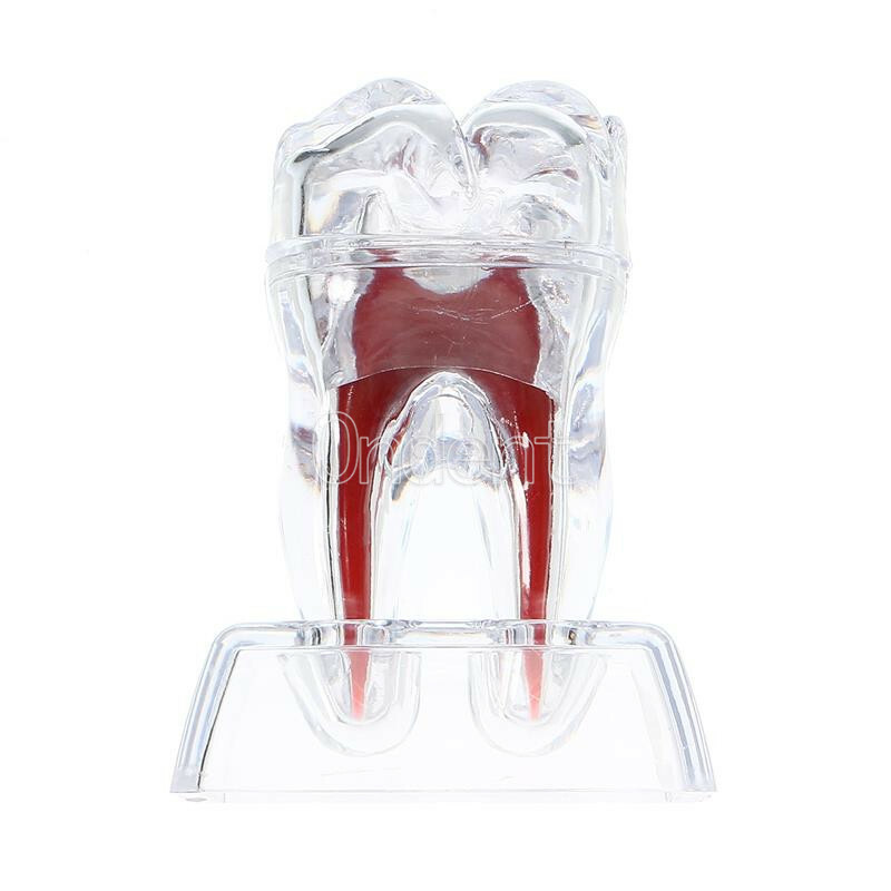 2X Detachable Tooth Model Plastic Teeth Crystal Base Separable Teaching Demo New