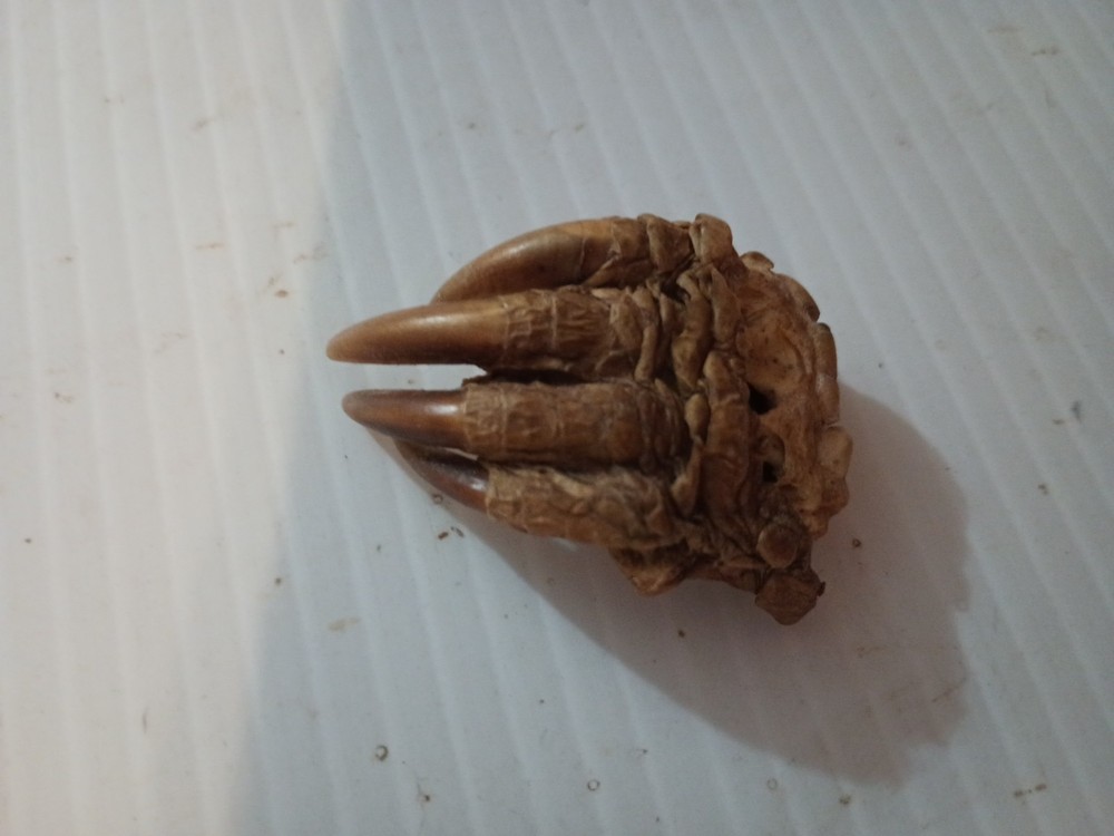Snapping Turtle Claw Foot
