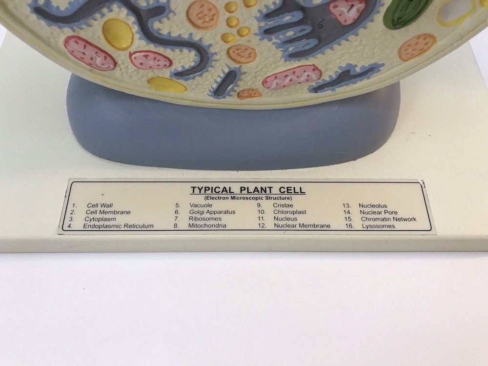 Eisco Labs Plant Cell Model Electron Microscope Structure Science Display Class