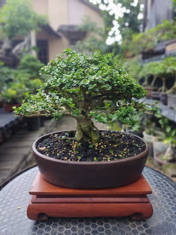 Tree Premna Microphylla Living Tree Bonsai Tree