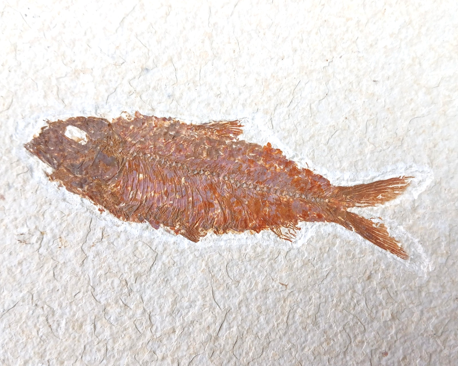 100% Genuine Knightia Alta Fish Fossil USA 180 x 130 x 10mm with Stand