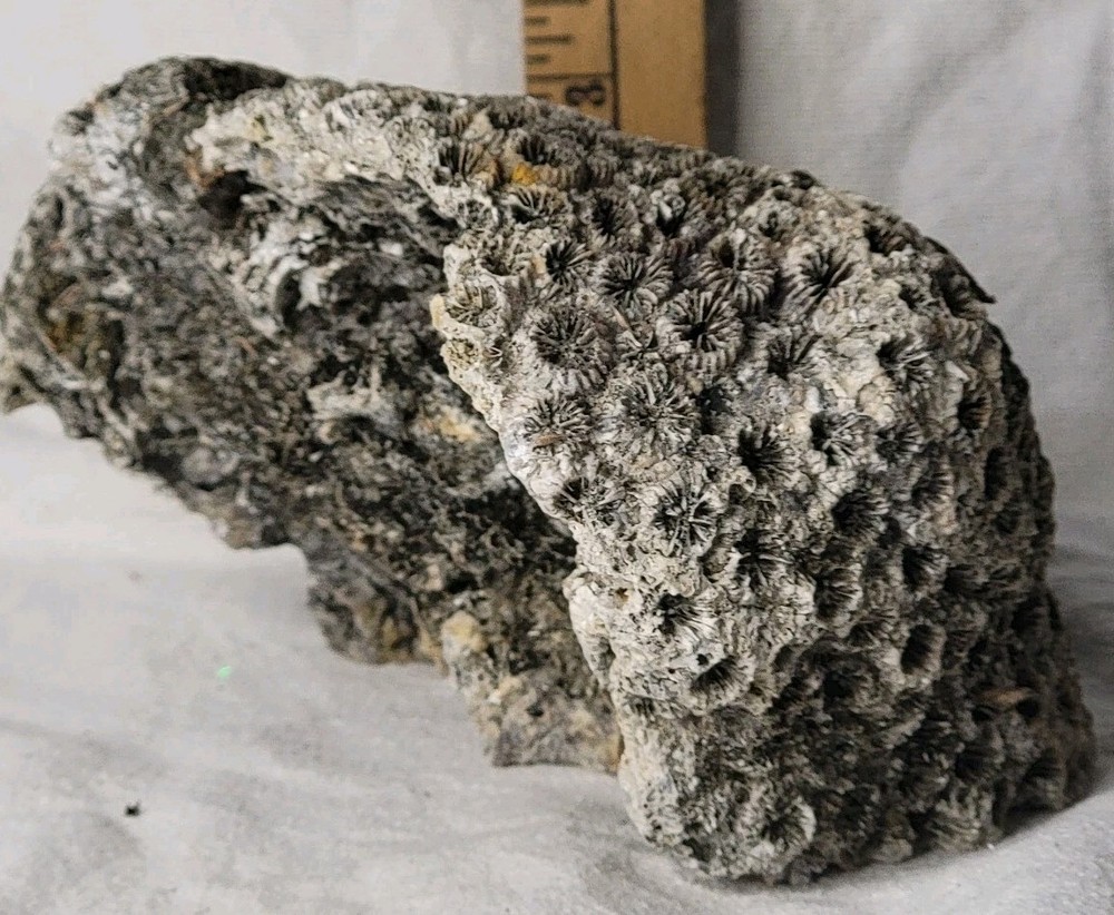 Ornate Corral Crystal Type Rock