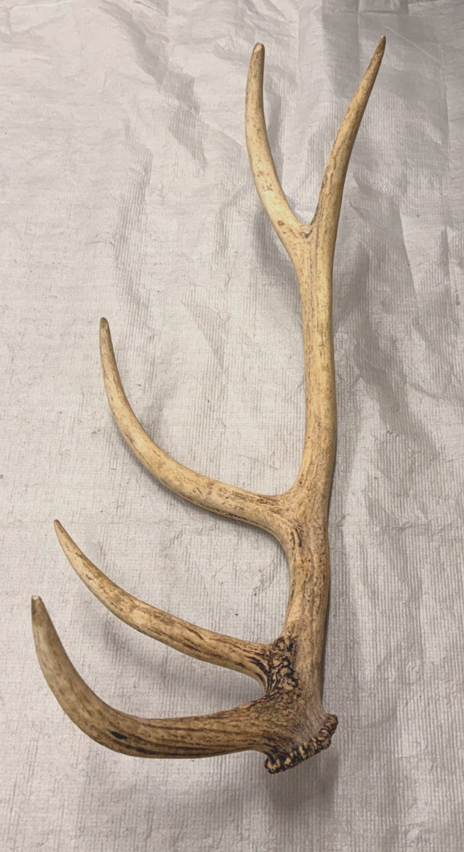 real stag antler shed crafts antlers decor rustic cabin wedding display prop