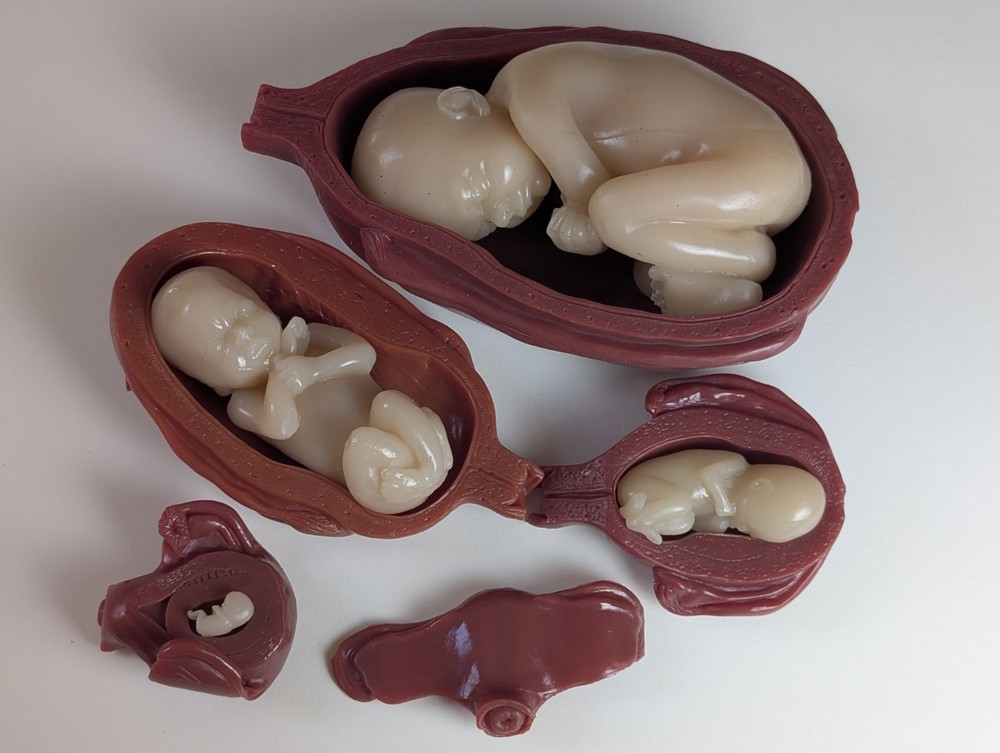 Educational Anatomical Human Baby Fetal Development Models Anatomically Accurate