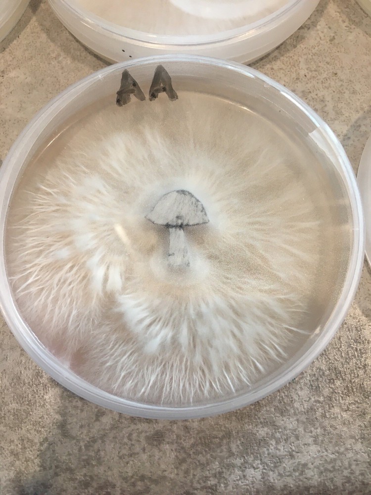 Gourmet Mushroom! Agar Culture’s!