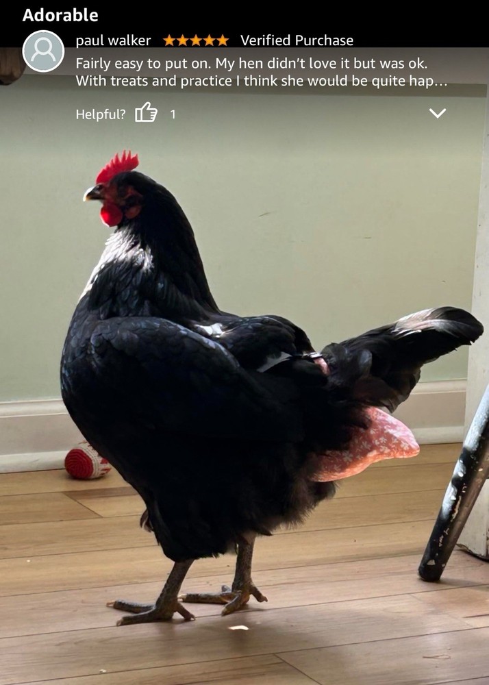 Chicken diaper for hens, rooster (Size Large) - reusable, adjustable, waterproof