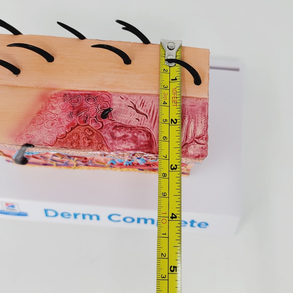 Canine Skin Dermis Anatomy Model - Educational Veterinary Tool