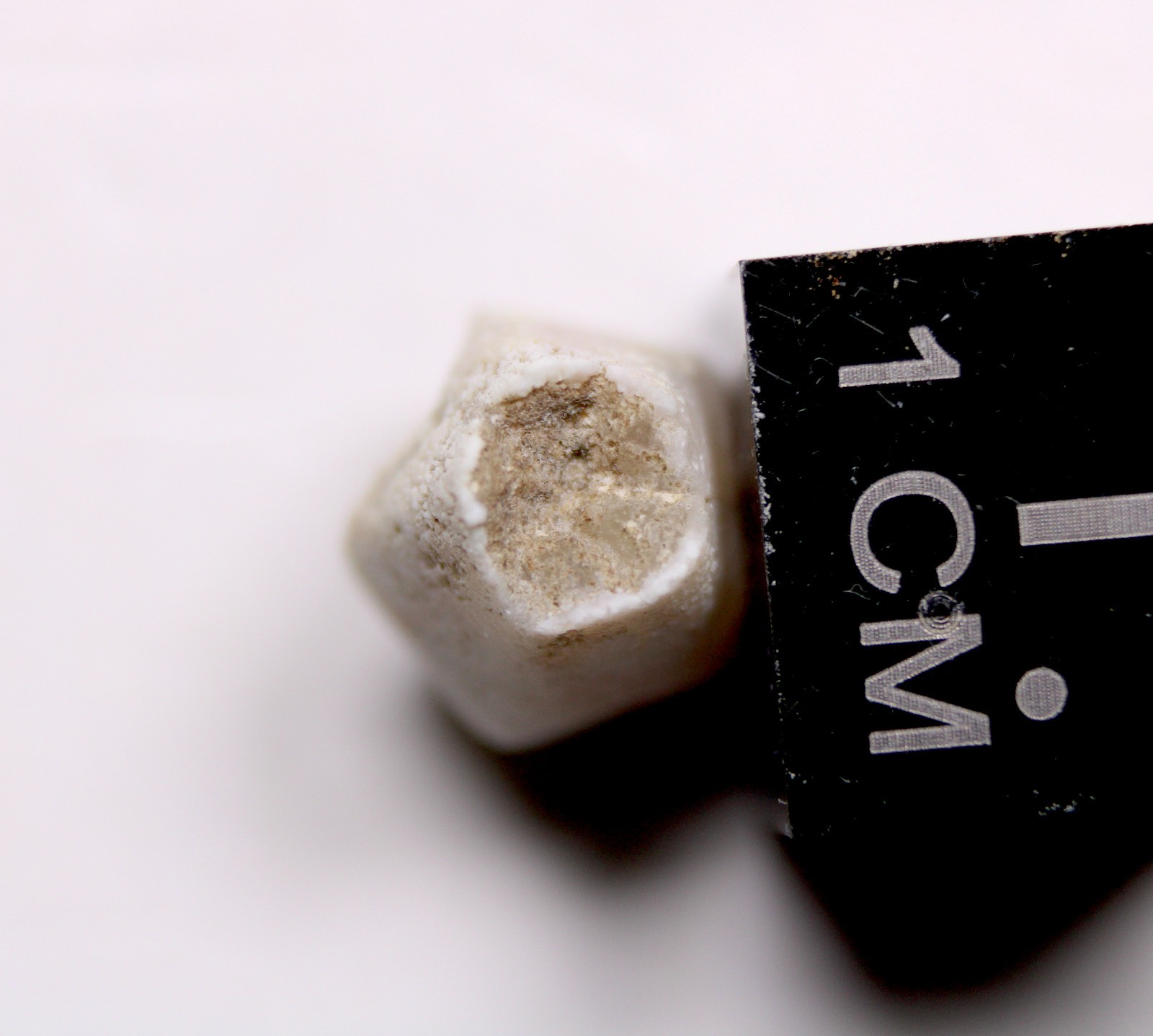 Troosticrinus reinwardti Blastoid Fossil Silurian Tennessee Brownsport Formation