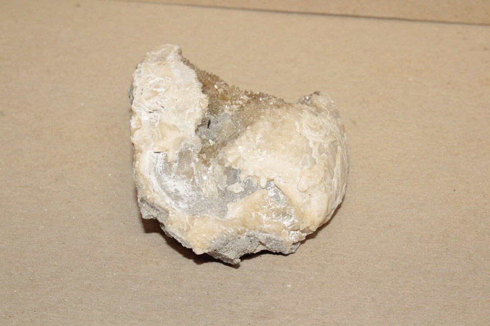Calcite Fossil Clam Rucks Pit Florida #60
