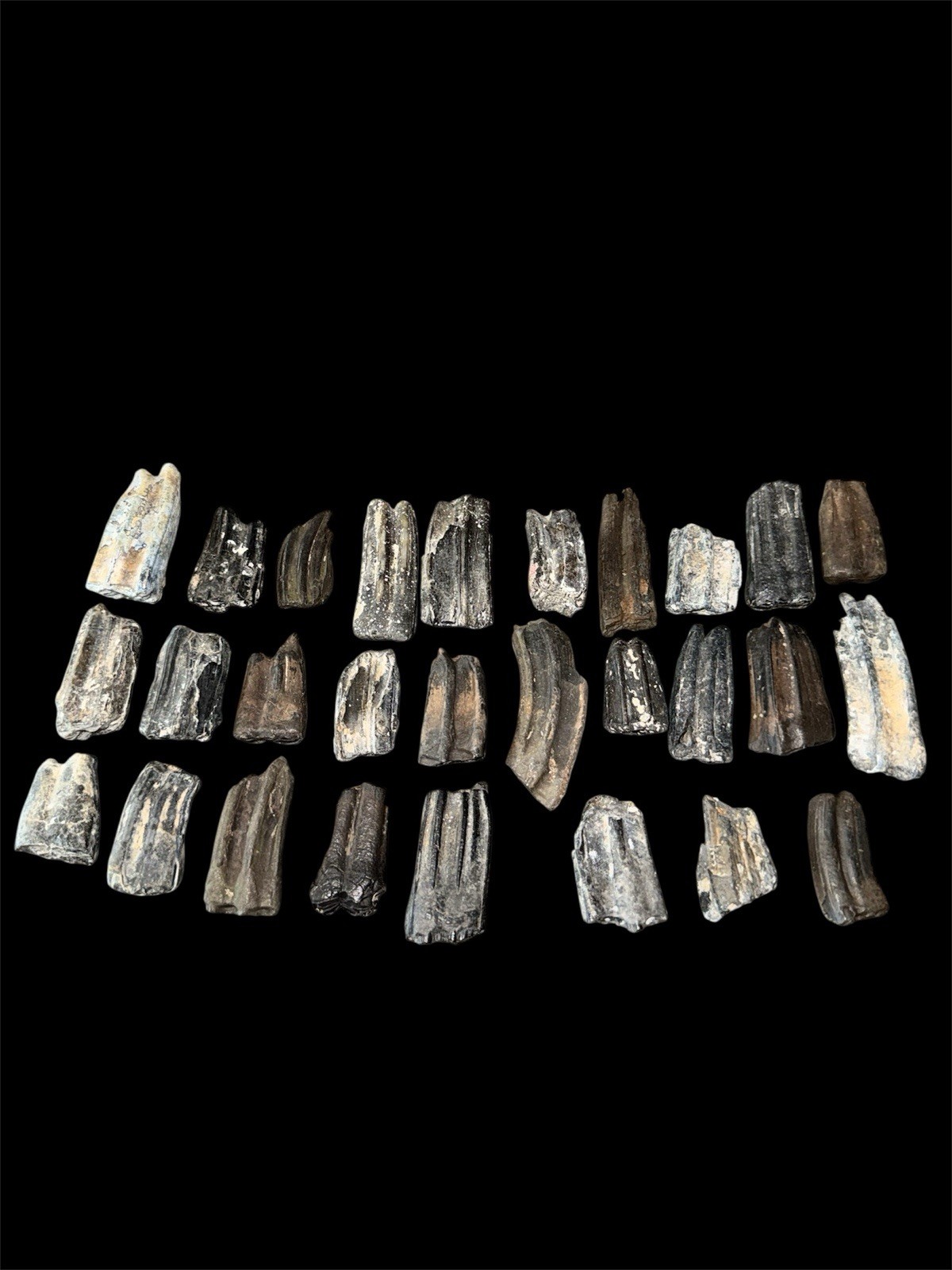 FOSSIL ICE AGE HORSE TEETH FROM FLORIDA