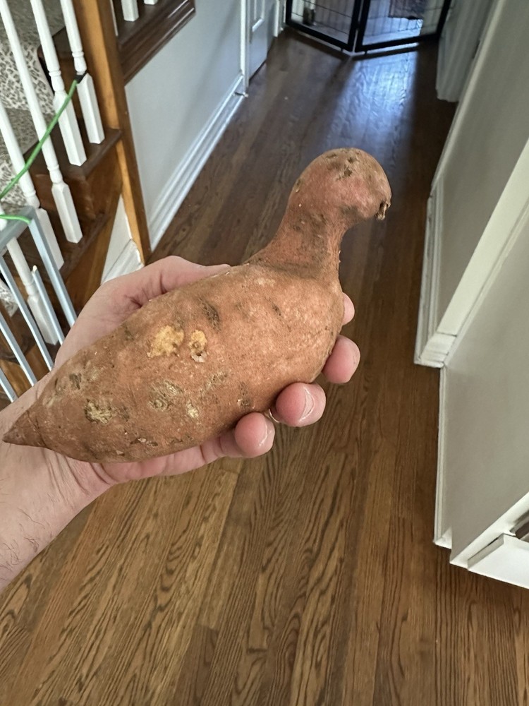 Sweet Potato Natural Oddity Resembling a Bird