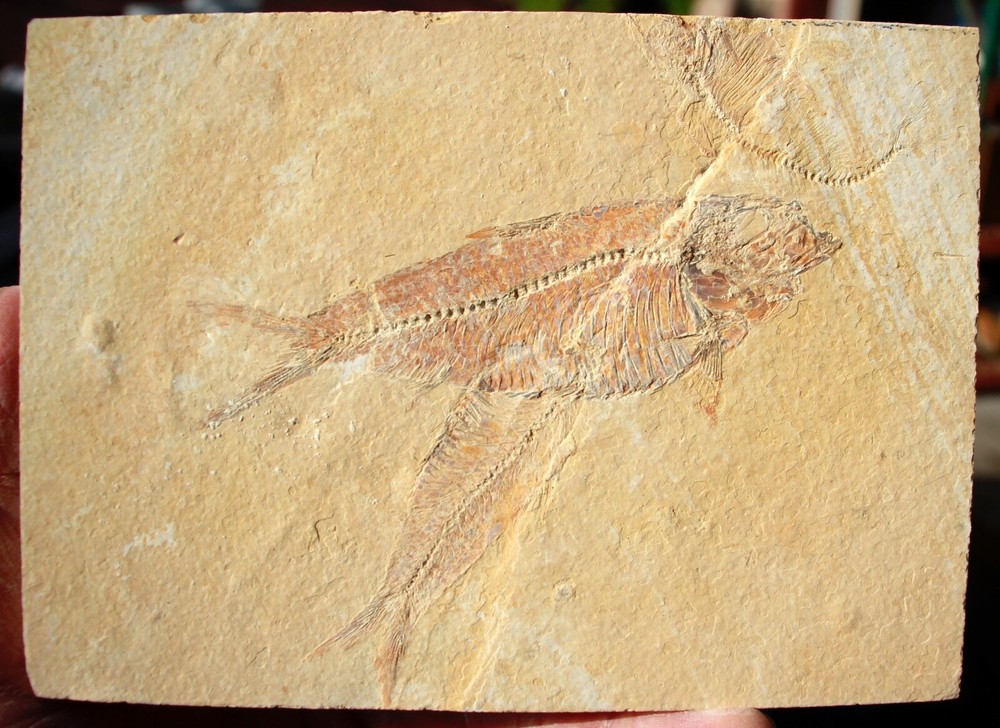 3 Fossil Fish • Complete  Knightia eocena • 4.75"