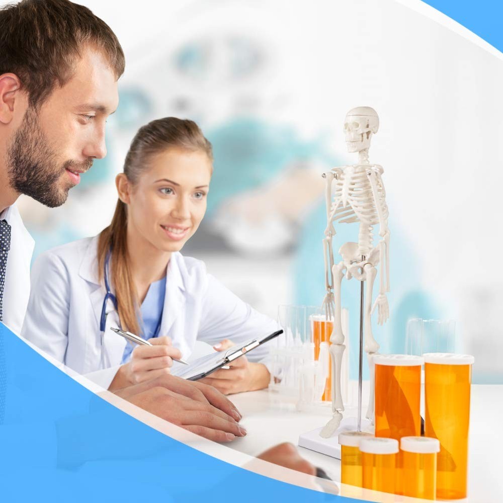 17" Human Skeleton Model with Movable Limbs for Anatomy Study & Display