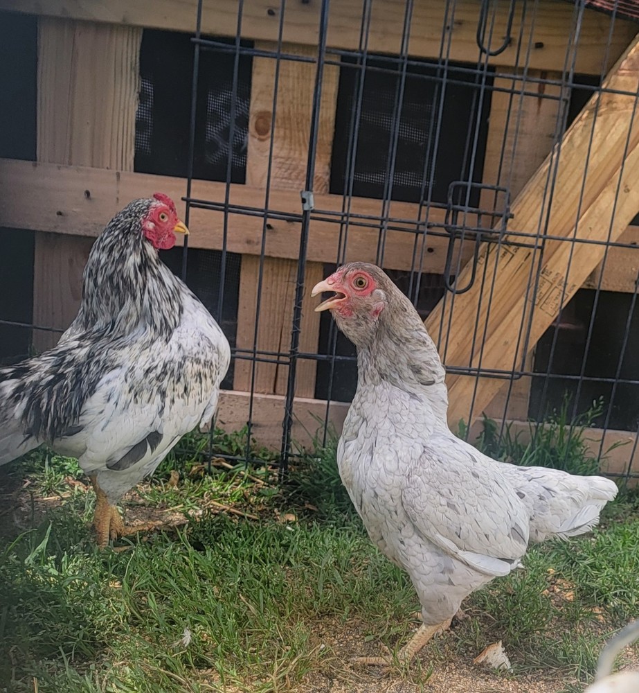 6+ Dark&Light Cornish &Splash Cornish Btm Hatching Eggs