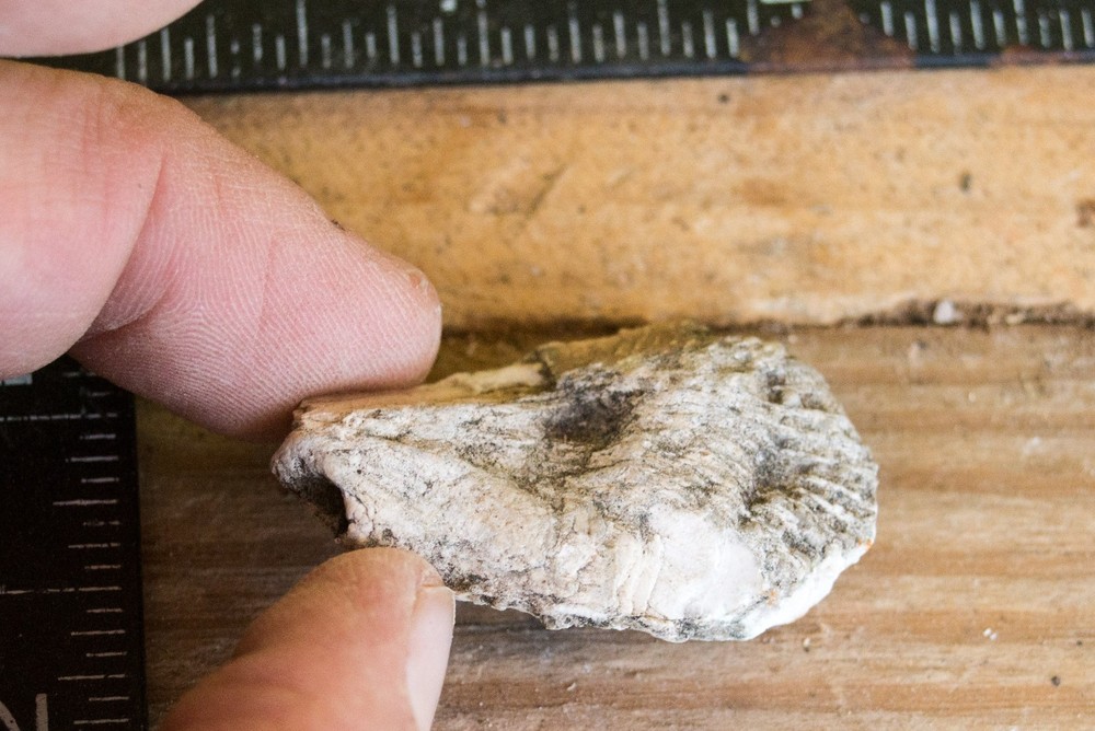 NE Oklahoma Fossil
