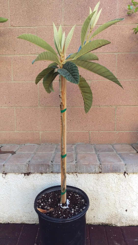 Loquat (Big Jim) Tropical Fruit Tree