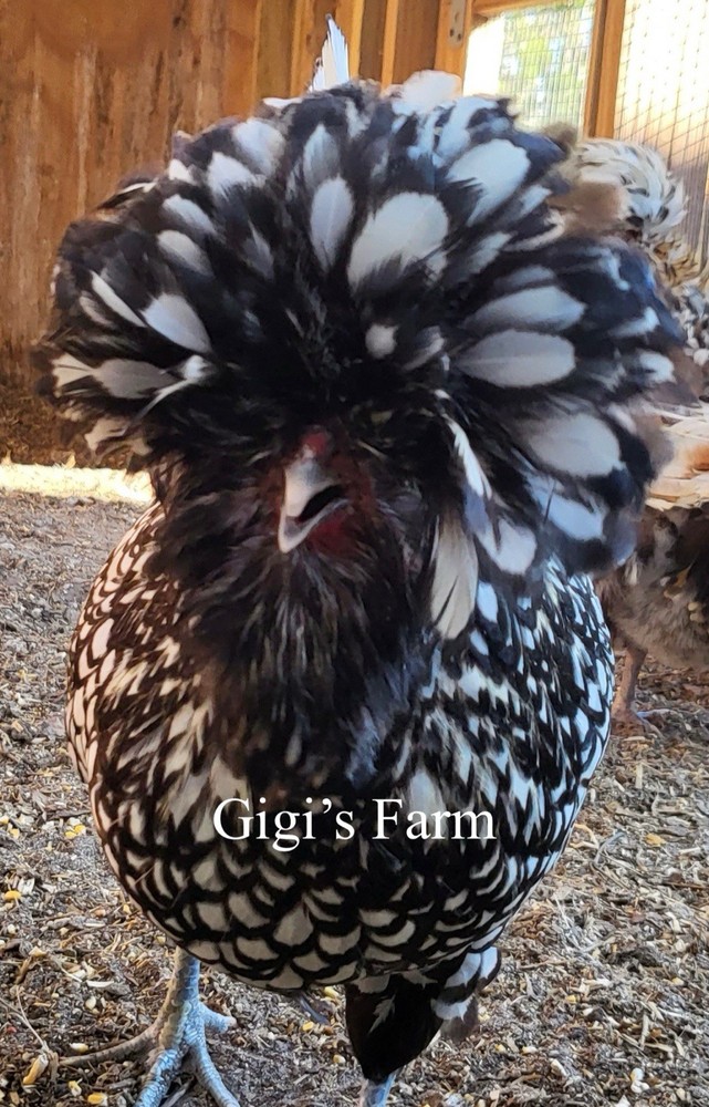 12 —TOTAL -pure silver Laced Polish Eggs