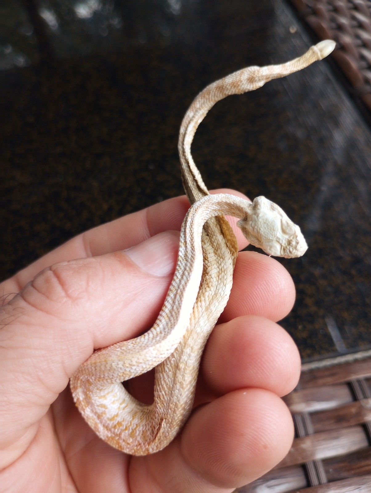 Real Snake Taxidermy - Preserved Reptile Specimen - Mummified Rattlesnake Baby