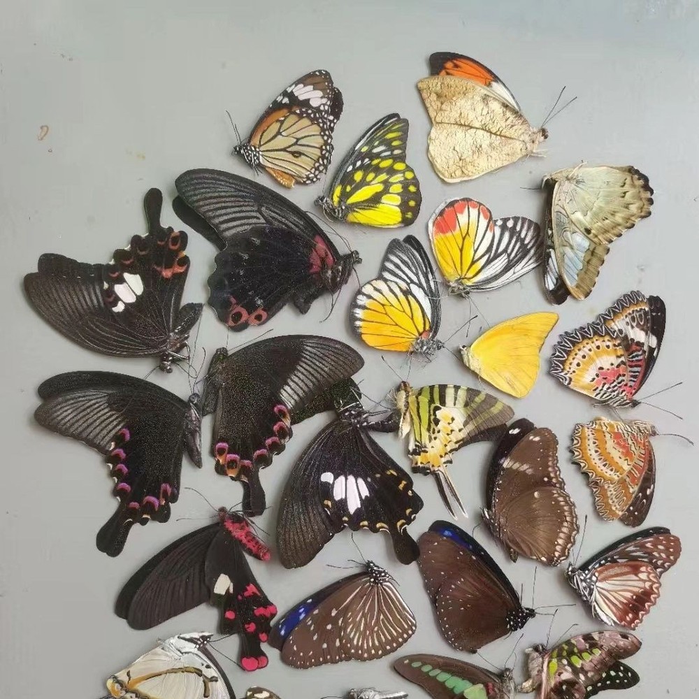 10 Assorted Unspread Butterfly Specimens Blind Box DIY Craft Pack