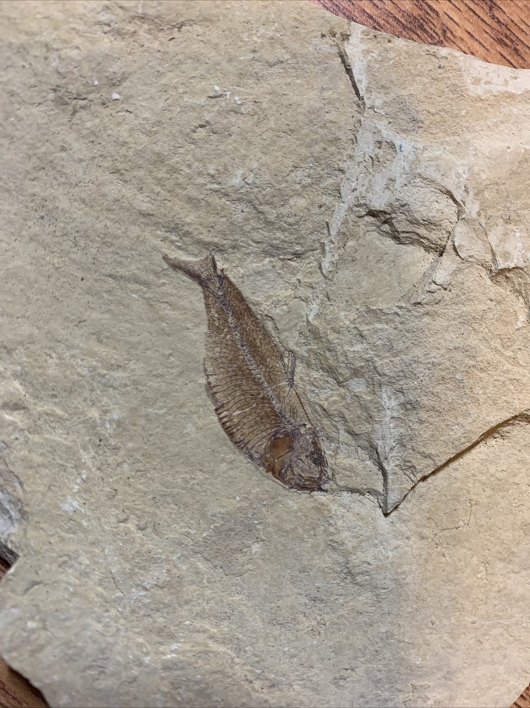 Fish Fossil: River Formation