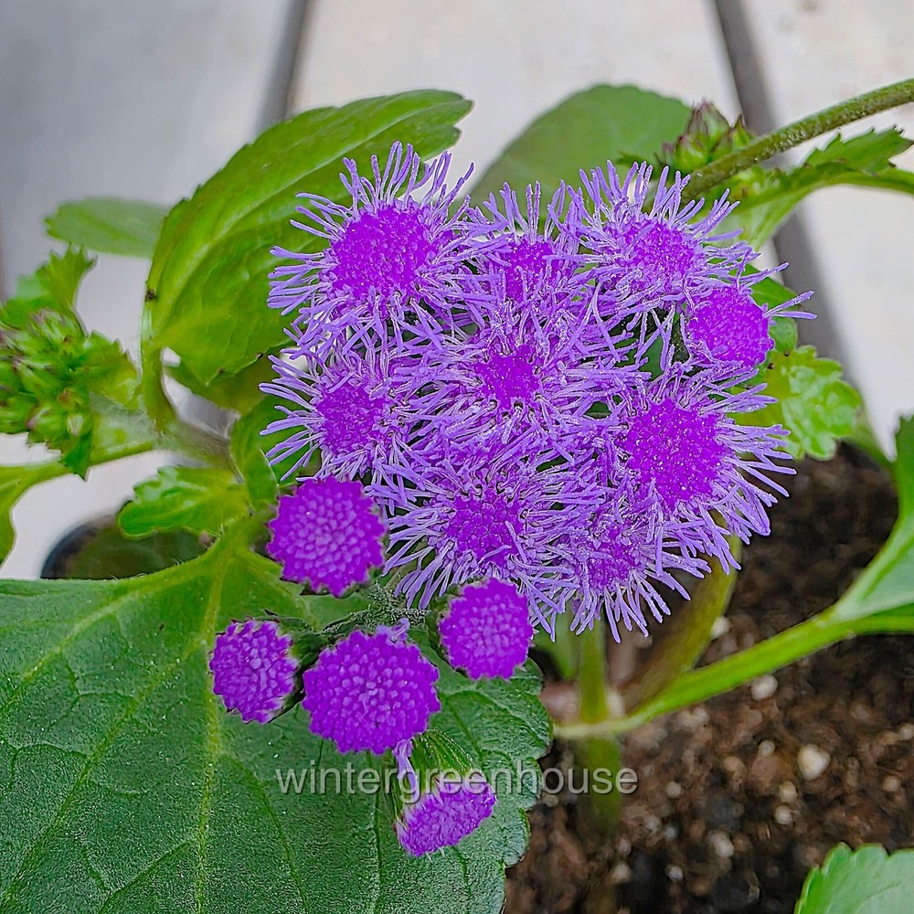 Ageratum, Monarch Magic, Flossflower, Container Size: 4.5"