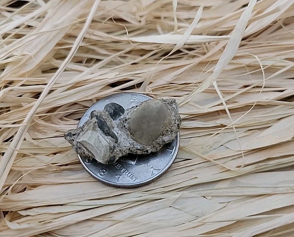 Permineralized Claw Fossil Super Rare