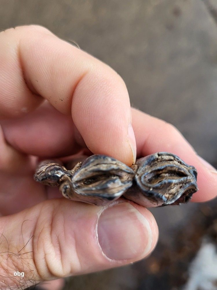 Historic bison tooth with blue vivianite permineralization