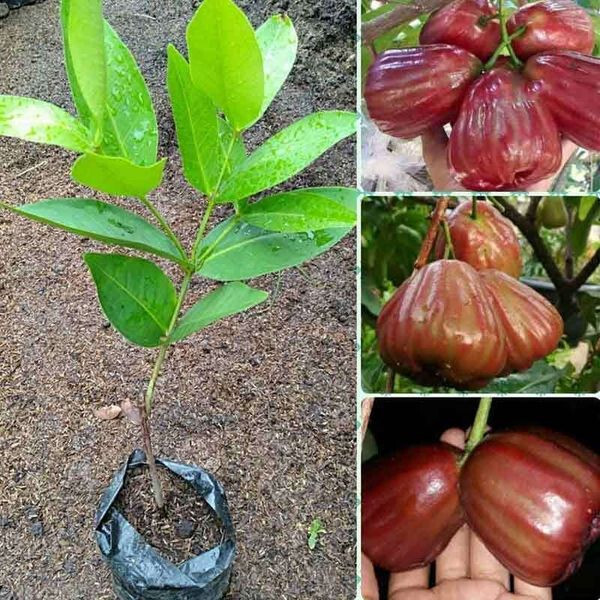 Grafted Dalhari Water Guava