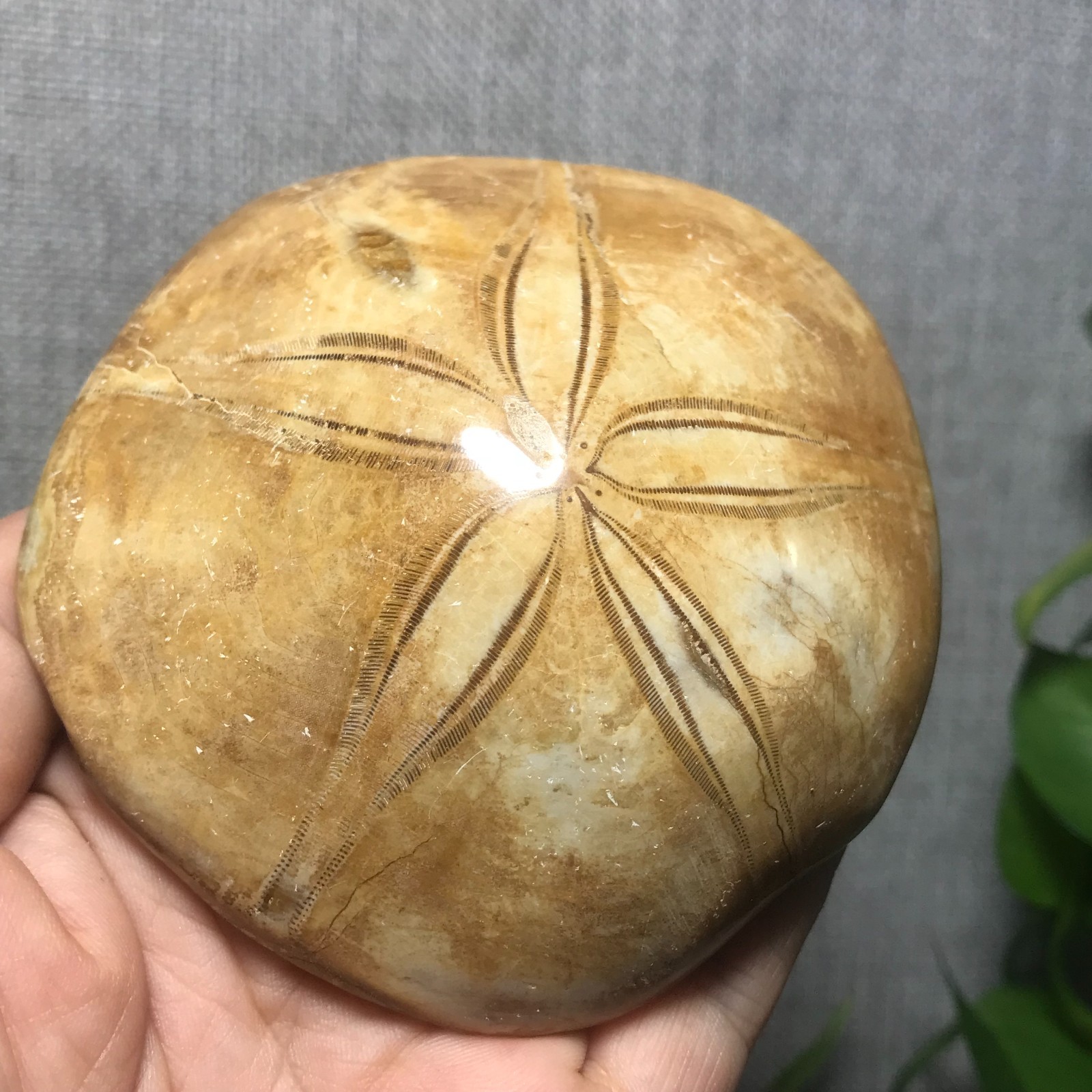 229g Starfish Crystal Specimen 08