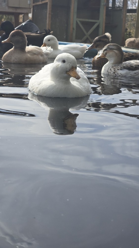 6 + Show Quality Call Duck Hatching Eggs