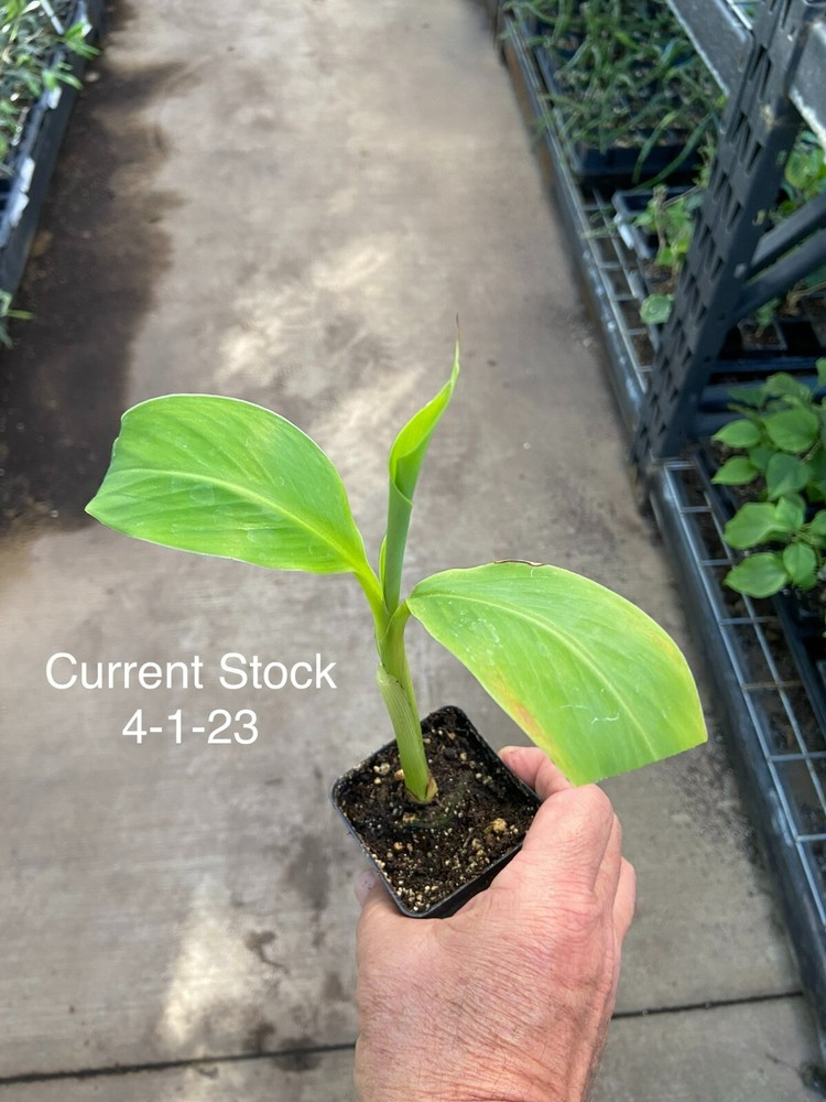 Musa - 'Siam Ruby' - Live Banana Plant