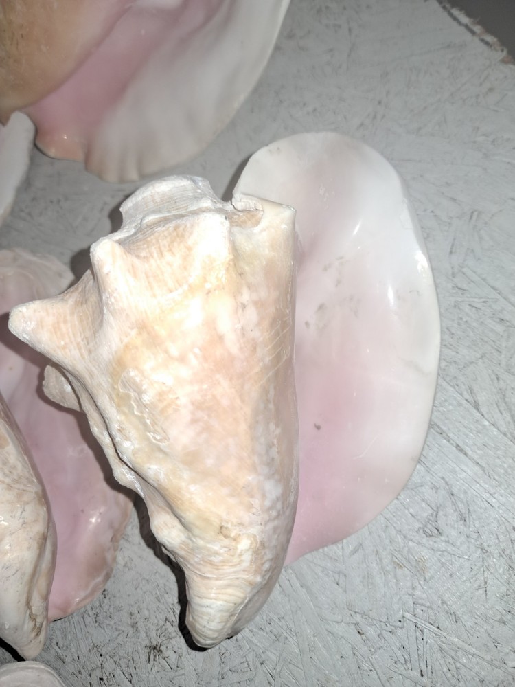 Conch Shell Horn | Queen Conch Shell | 7-9" Long | Large Seashell | Horn Blowing