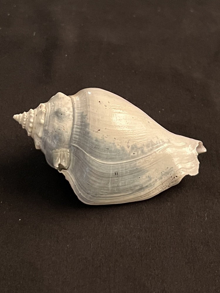 RARE Fossilized FIGHTING CONCH Shell From Central Florida.