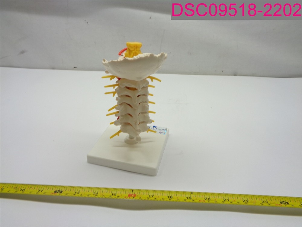 3B Scientific Product 1000144 Cervical Spinal Column A72
