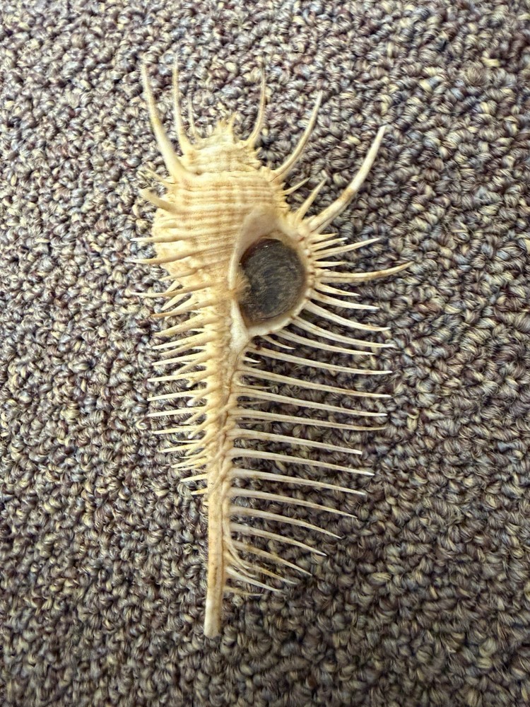 Venus Comb Murex Spiny Shell Long Spine Sea Shell Display Specimen