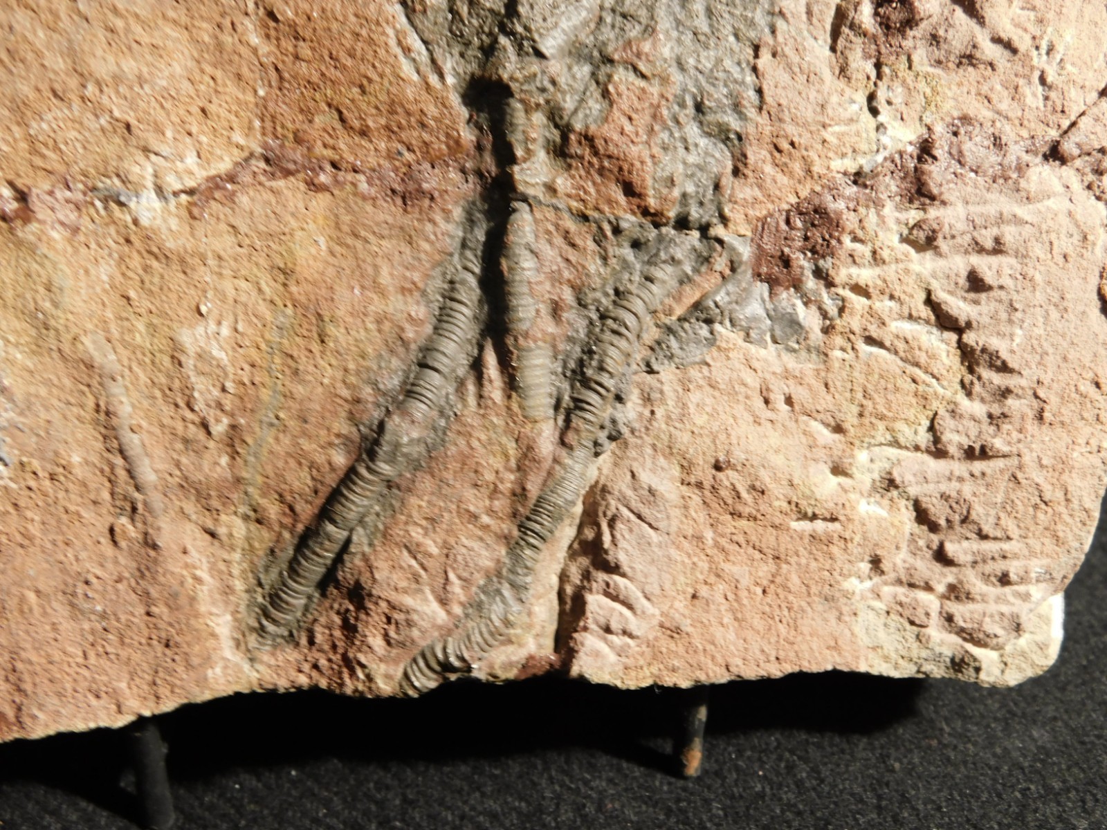 TWO BIG! 430 Million Year Old! CRINOID Fossils or Sea LILY Fossil Morocco 1565gr