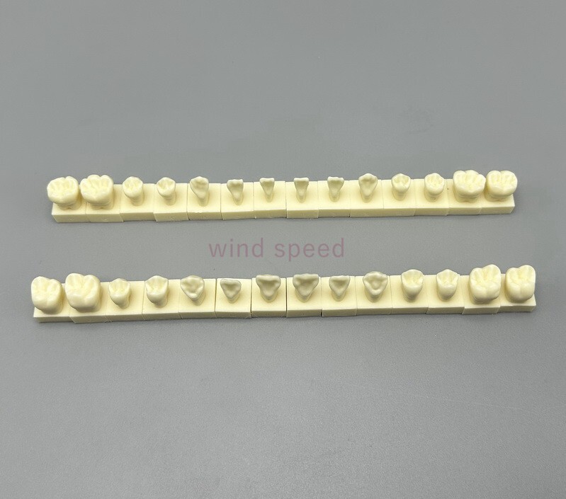 28pcs Permanent Teeth Model With Base 1:1 Resin Natural size Anatomical Models