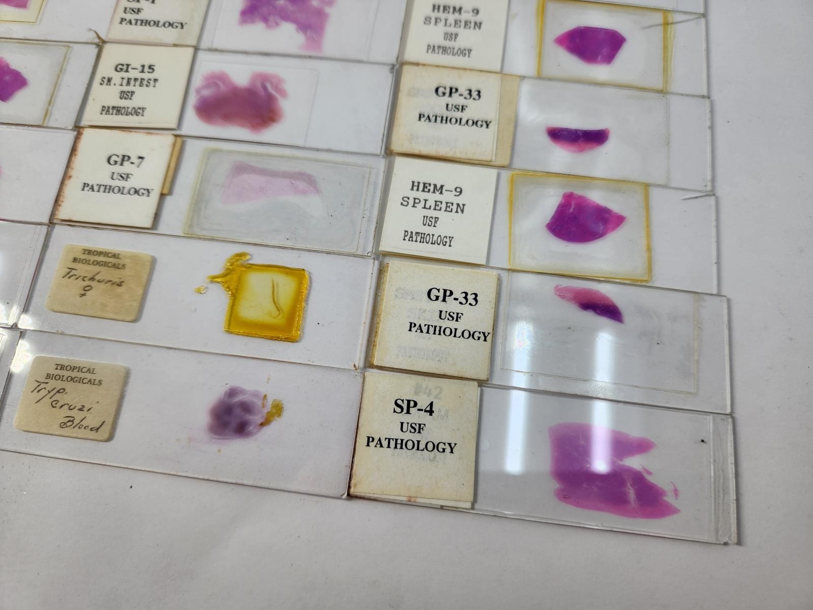 Lot Of 50 Vintage University Prepared Pathology Microscope Slides - Slides Only