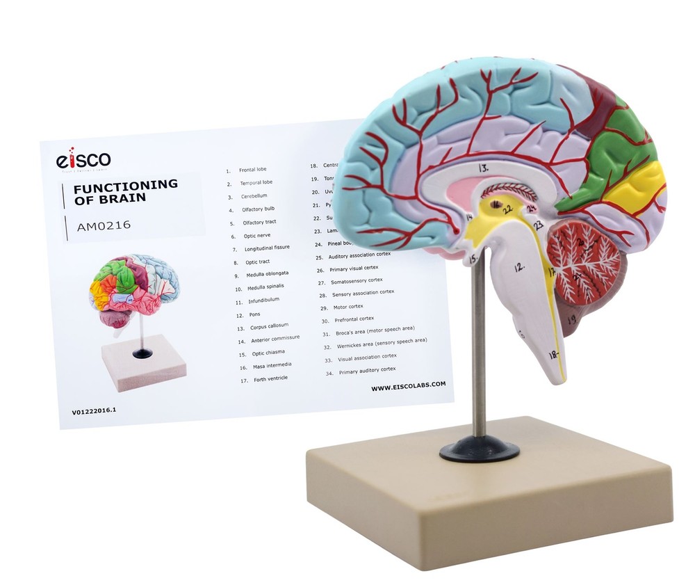 Eisco Labs Human Half Brain Model - Life Size, Cross Section - Color Coded