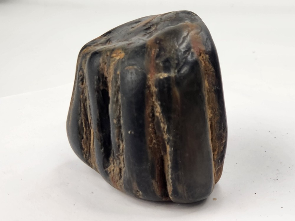 Petrified Wood Section - Unknown Age and Locality