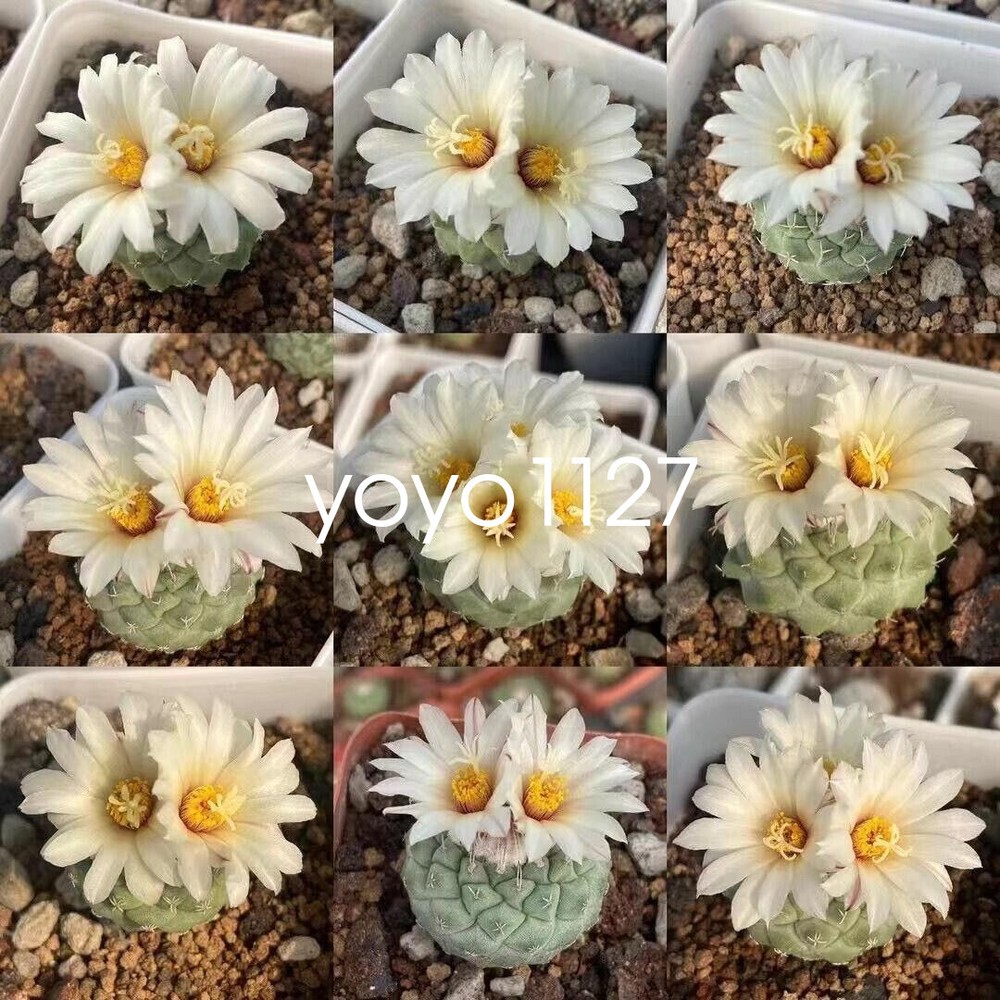 2pcs 2-3CM RareSucculent Plant Strombocactus disciformis seedgrowth