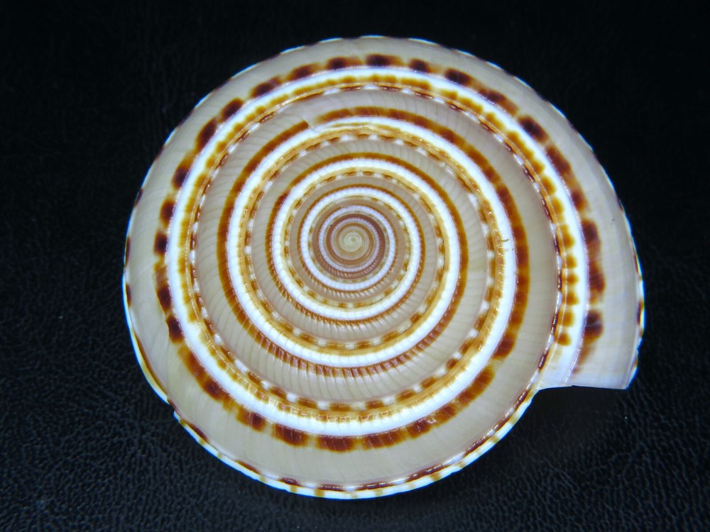ARCHITECTONICA MAXIMA: FROM SHOWCASE SHELLS (AL DEYNZER) @ 56.55MM!